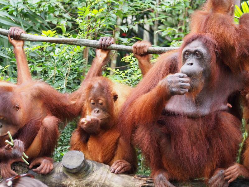 Orang-outangs du Zoo de Singapour