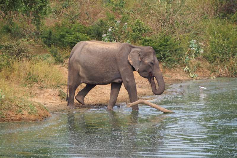 Eléphant s'abreuvant au bord de l'étang