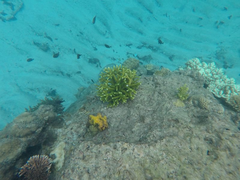 Coraux verts et jaunes au îles Perhentian