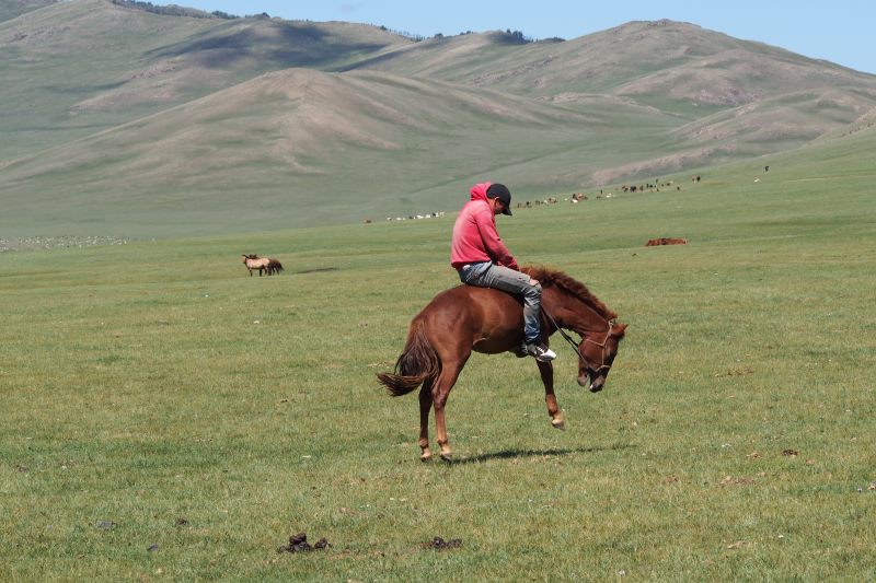 Tu sais que tu es en Mongolie quand : tu attrapes des chevaux sauvages