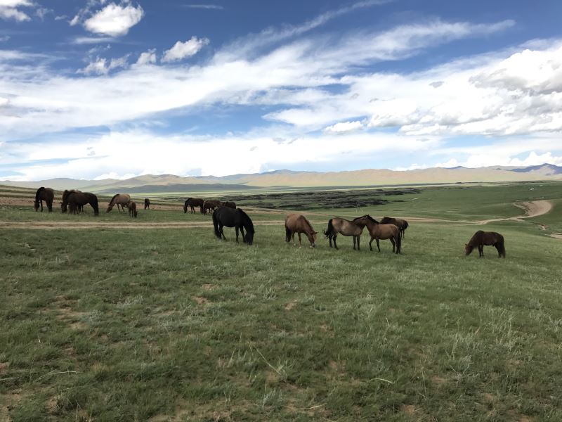 Voyage en Mongolie : chevaux semi sauvages