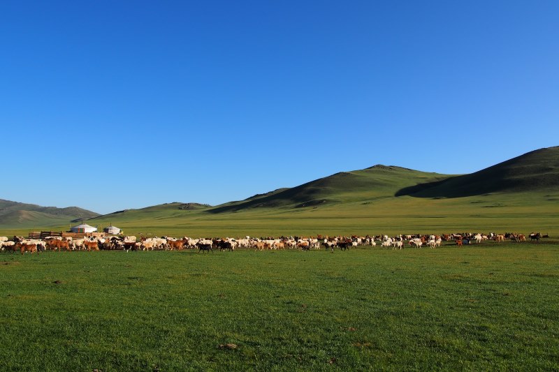 Carnet de voyage en Mongolie : troupeaux au petit matin
