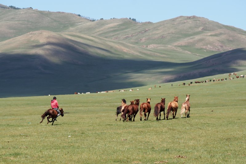 Carnet de voyage en Mongolie : dressage des chevaux
