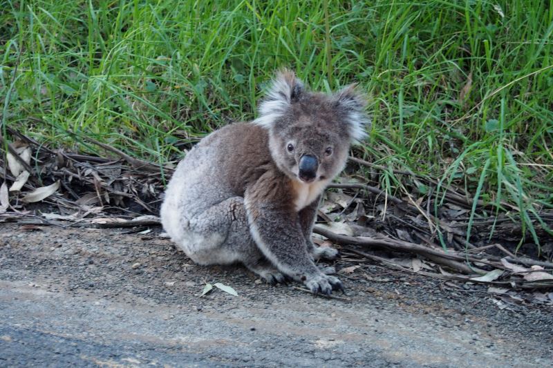 Road trip sur la Great Oean Road : koala en liberté