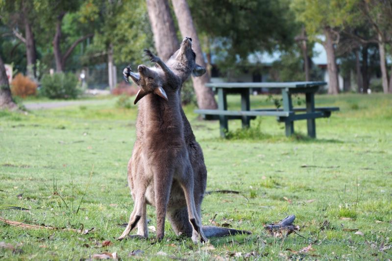 Top 8 des choses à faire autour de Melbourne : Maman et bébé kangourou
