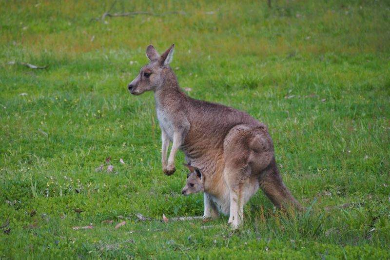 Top 8 des choses à faire autour de Melbourne : Maman et bébé kangourou