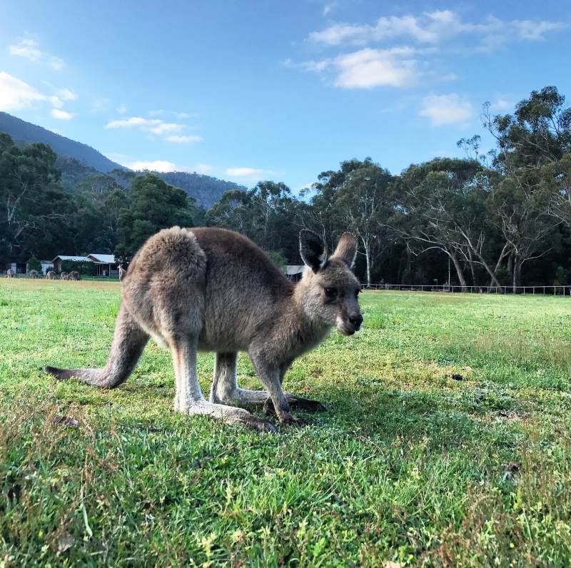 Top 8 des choses à faire autour de Melbourne : kangourou