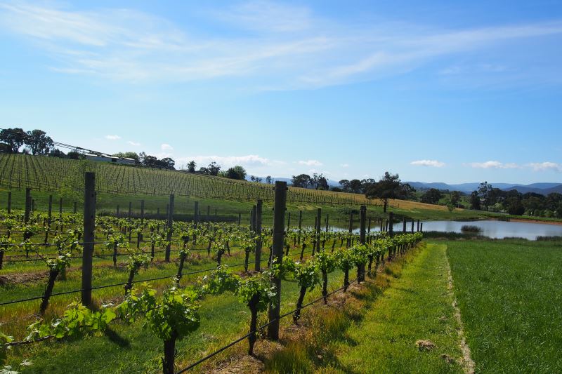 Top 8 des choses à faire autour de Melbourne : les vignes de Yara Valley