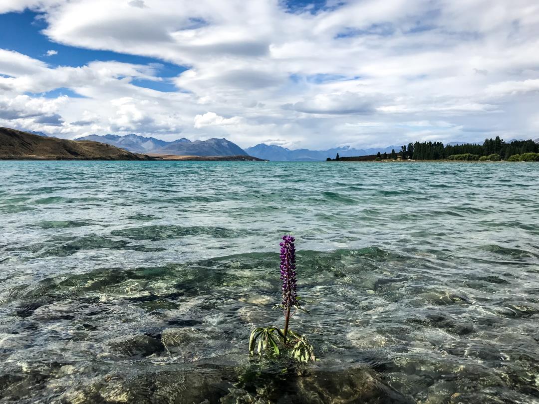 2 semaines en Nouvelle-Zélande : vue sur le Lac Tekapo