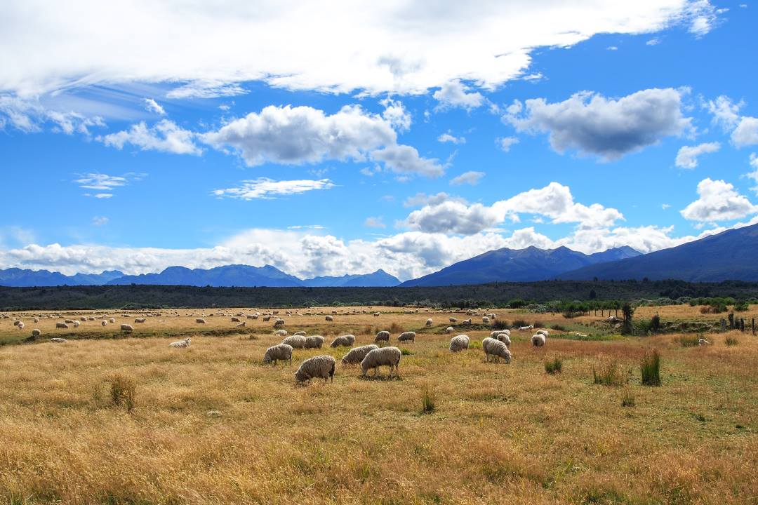 2 semaines en Nouvelle-Zélande : les moutons néo-zélandais