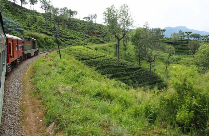 Prendre le train au Sri Lanka : champs de thé