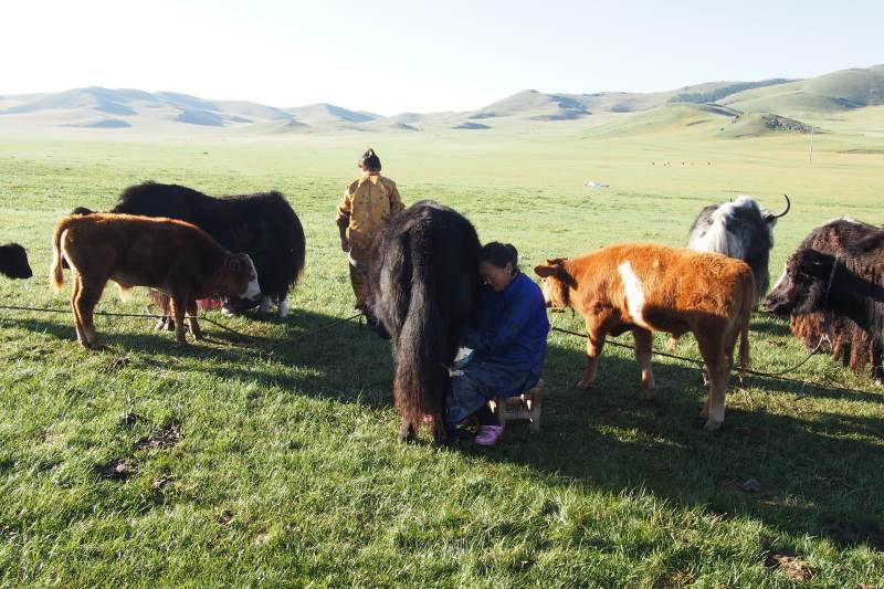 Tu sais que tu es en Mongolie quand : tu essaies de traire les yacks